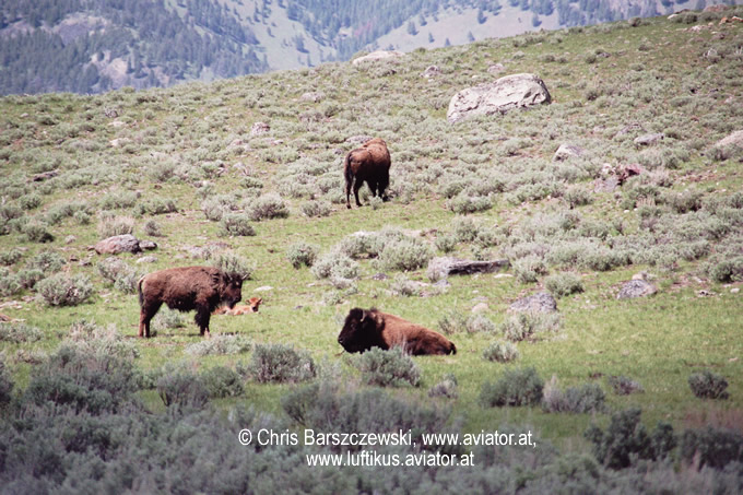 Yellowstone_bisons_1sm.jpg