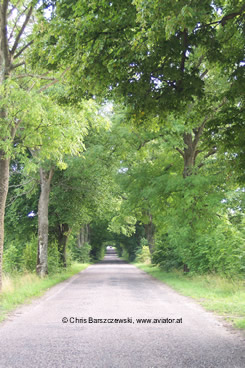 Typisch für Masurische Landschaft - endlose Alleen