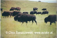 Bisons in Custer State Park