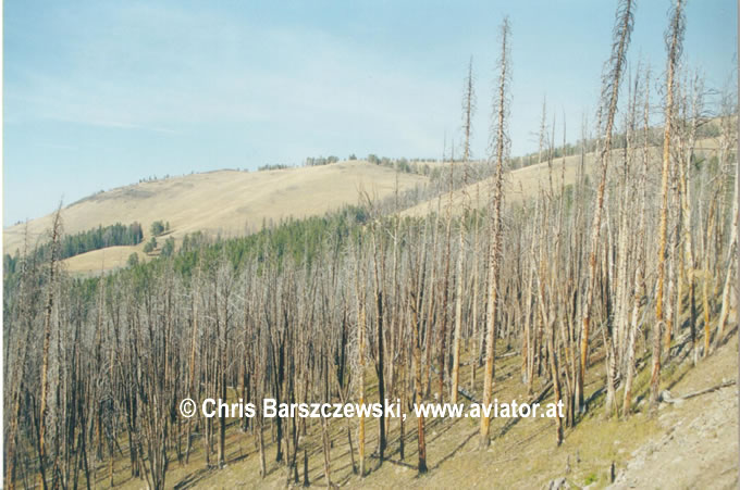 Spuren von Waldbränden in der Nähe von Mt. Washburn - Yellowstone National Park, Wyoming